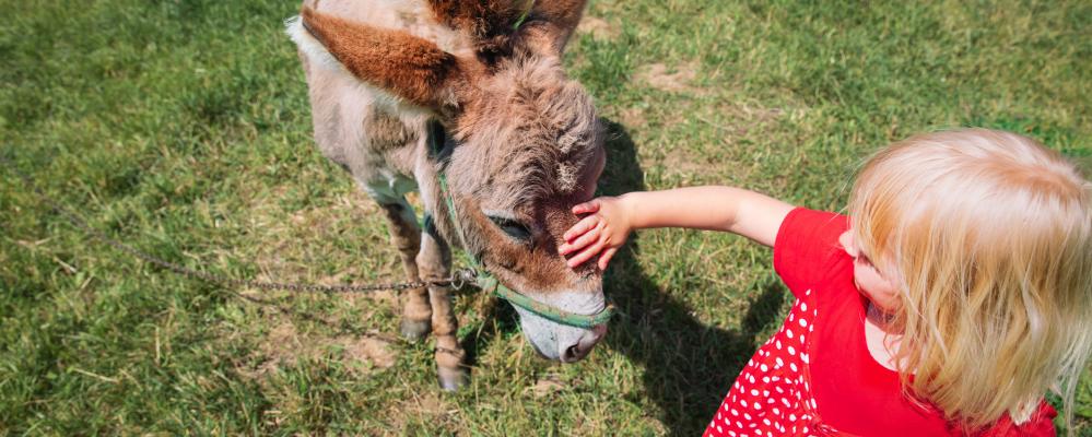 Buitenactiviteiten met kinderen: kindje aait ezel over de kop