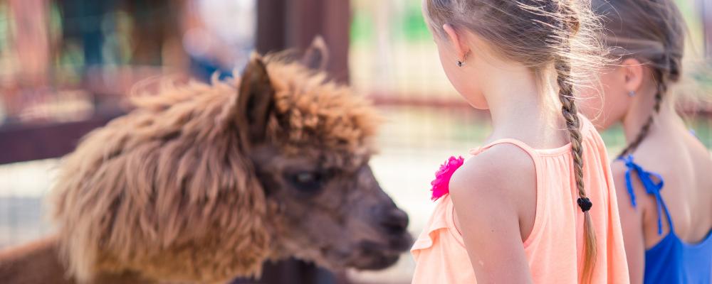 Buitenactiviteiten met kinderen: meisjes bij alpaca
