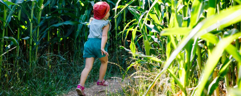  Buitenactiviteiten met kinderen: kindje loopt door maisdoolhof