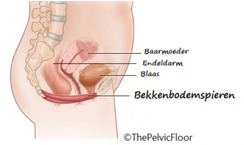 bekkenbodem 