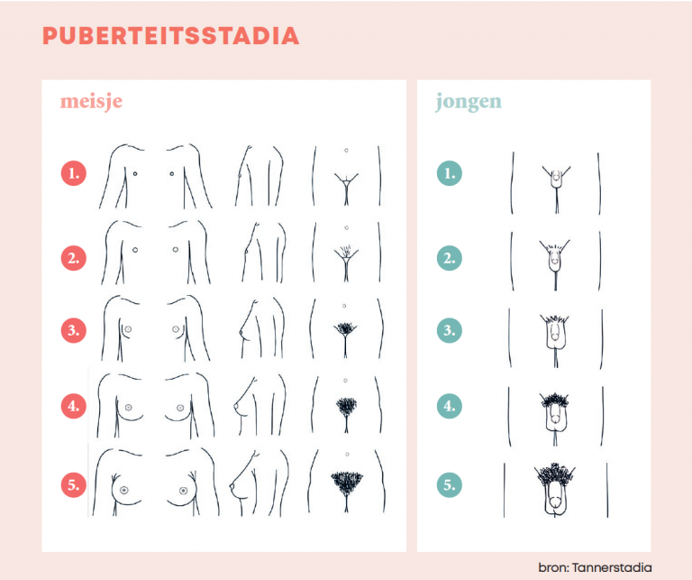 Tannerschaal puberteitsstadia