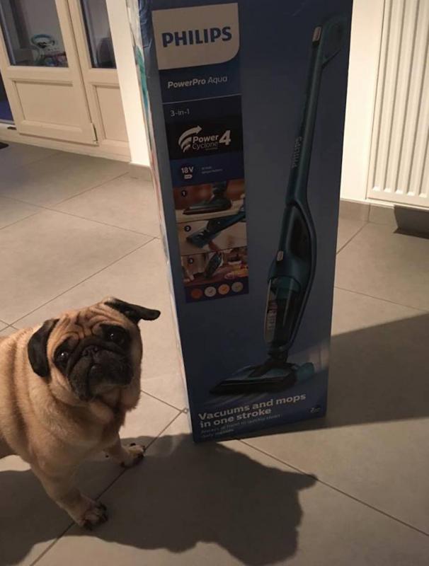 hond met doos stofzuiger Philips