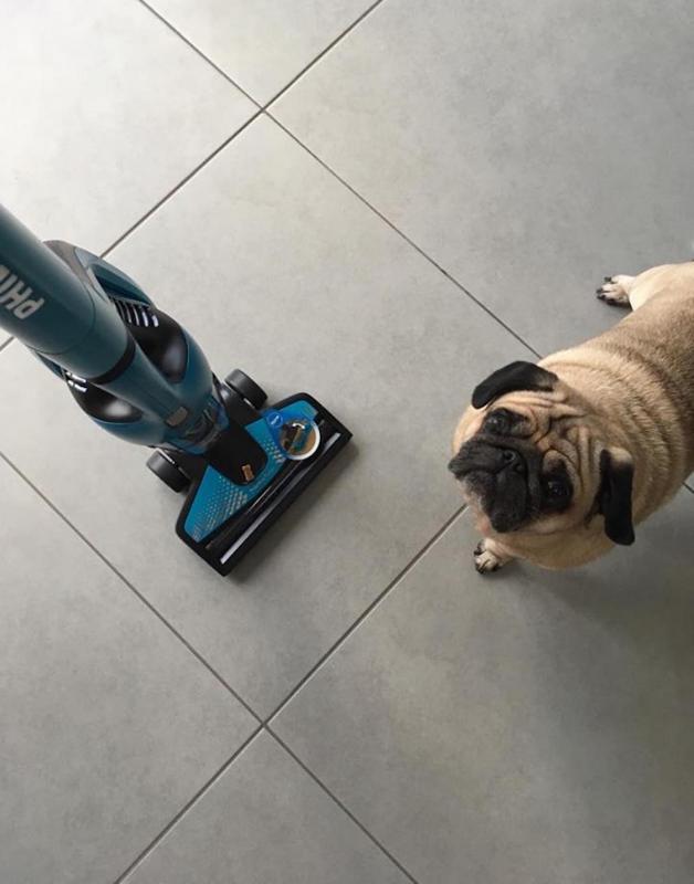 hond met stofzuiger