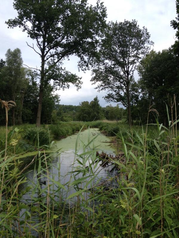 blaasveldbroek