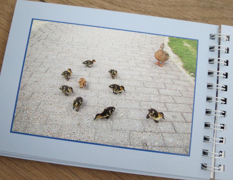 fotoalbum met foto van eendjes