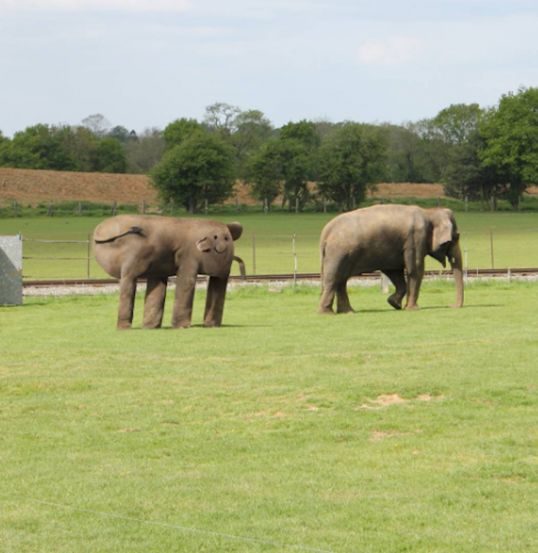 olifant