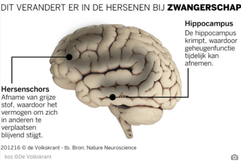 veranderingen hersenen tijdens zwangerschap