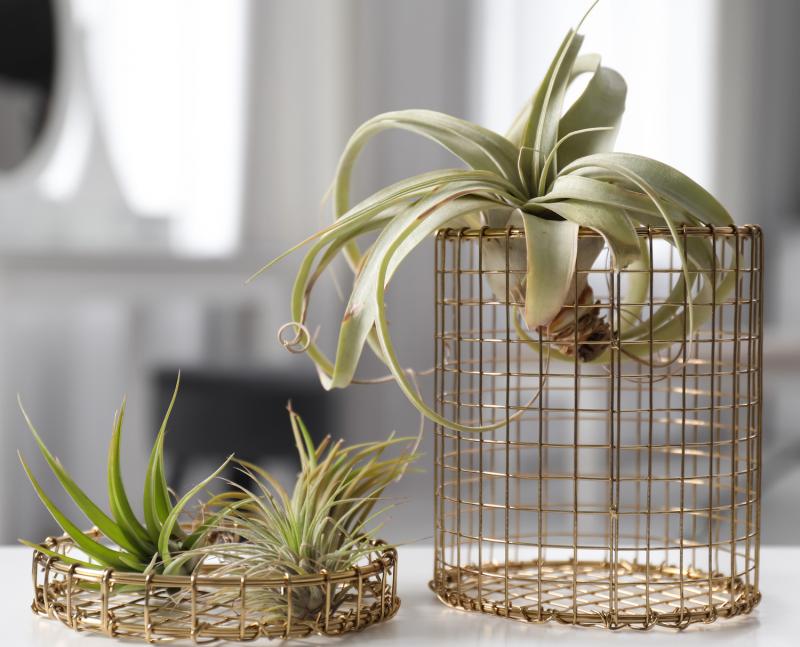 Airplant